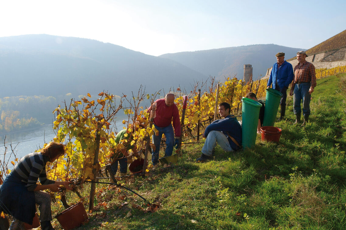 Weinwanderung in Rüdesheim