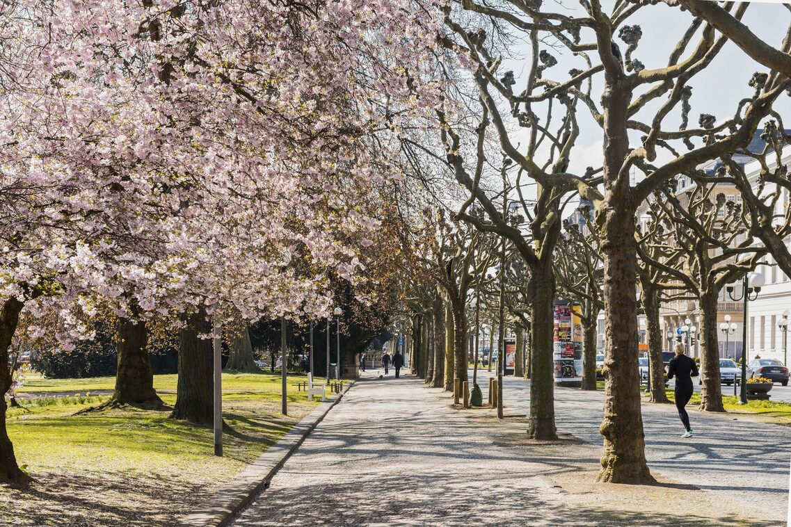 Blühende Bäume an der Wilhelmstraße