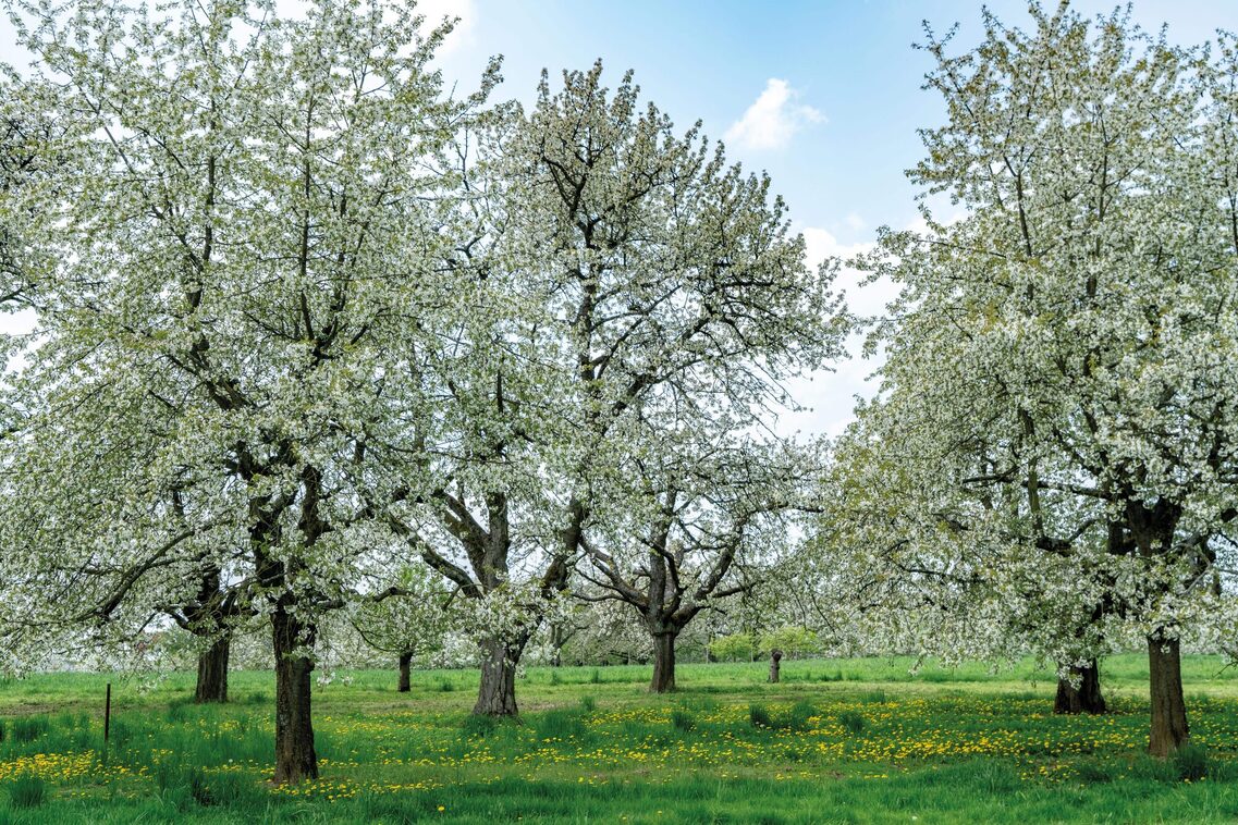 Frauenstein Kirschblüte