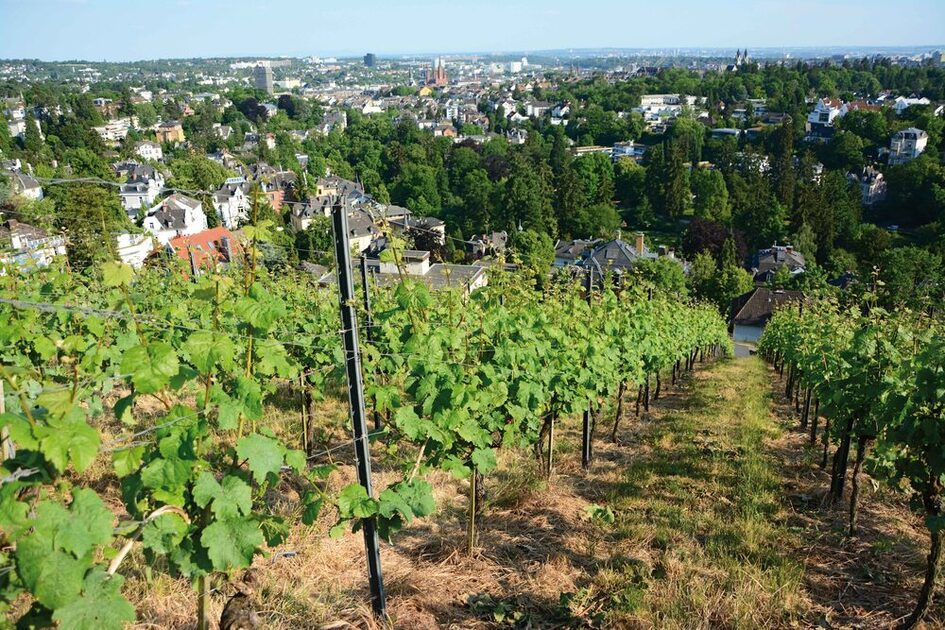 Weinbau auf dem Neroberg