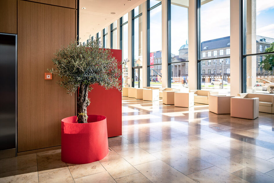 بهو شمال شجرة شمال شجرة